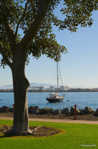 7 Restaurants to Try in San Diego