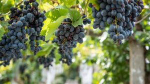 What to Do in Moldova (and Where to Enjoy Food & Wine)
