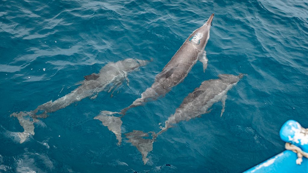 Dolphin Spotting Mauritius