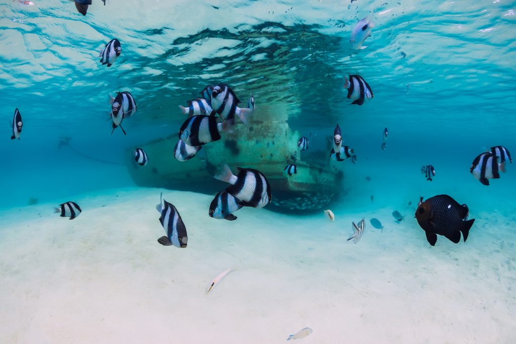 diving mauritius