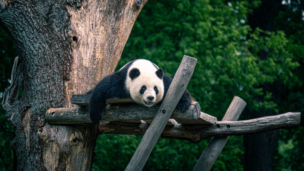 Berlin Zoo