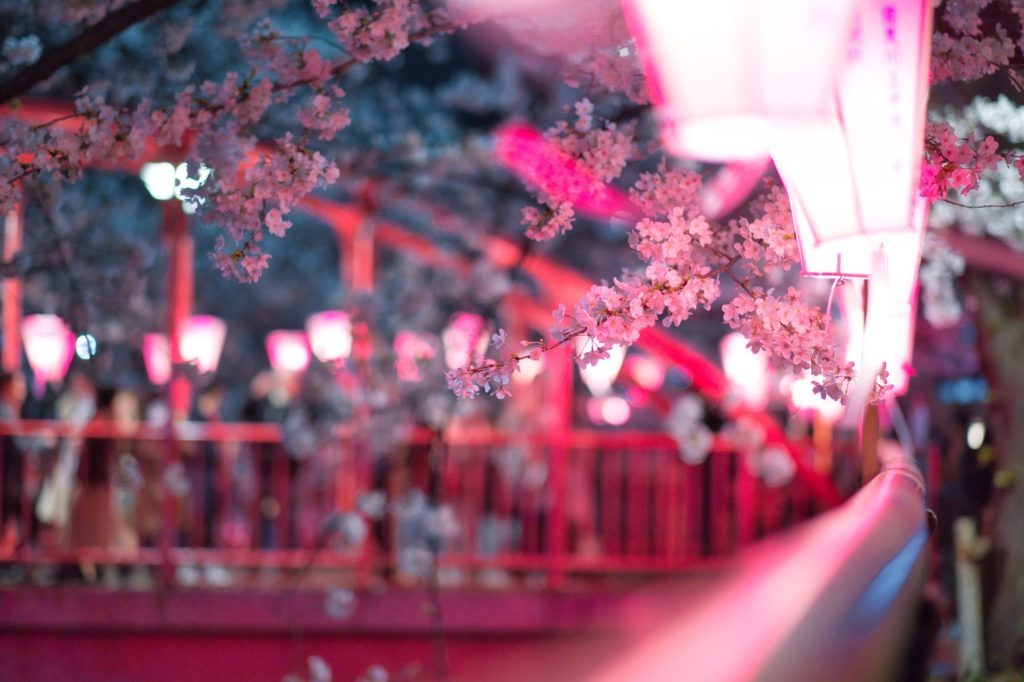 Cherry Blossoms Tokyo