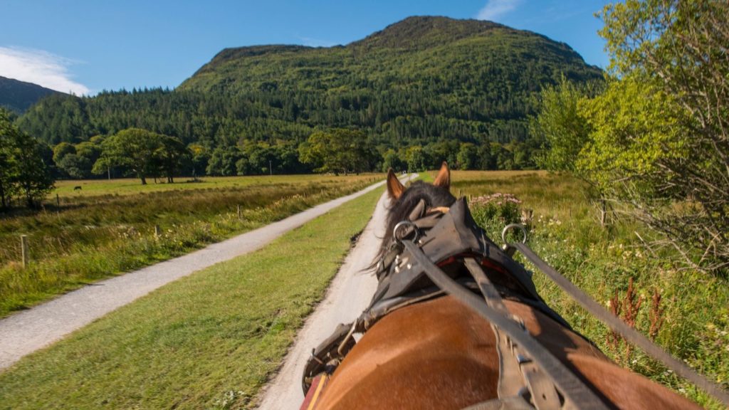 Killarney horses