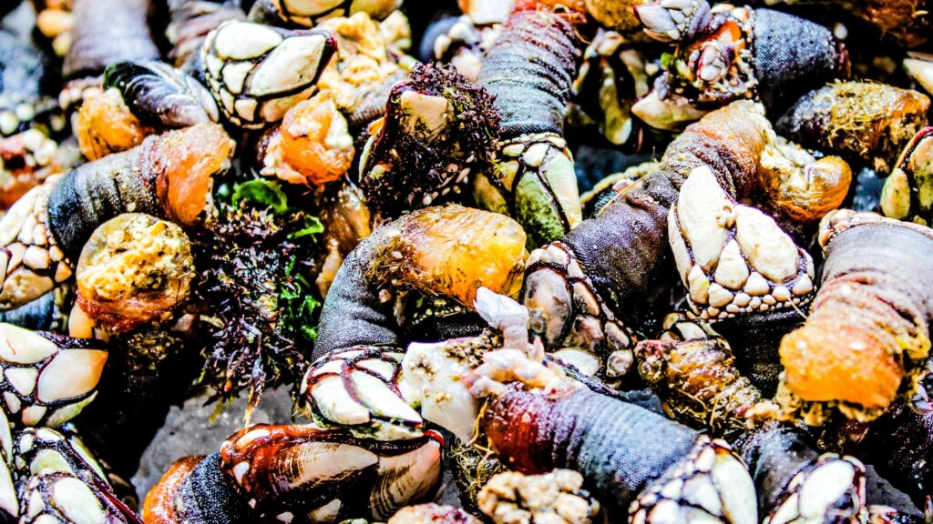 Percebes