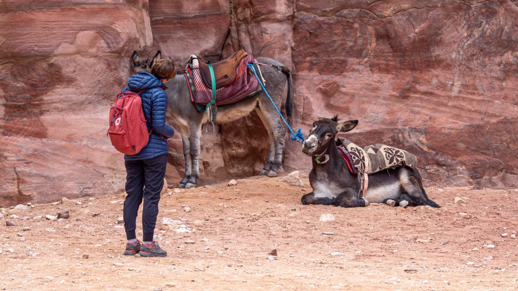 Petra Don't Ride Donkeys