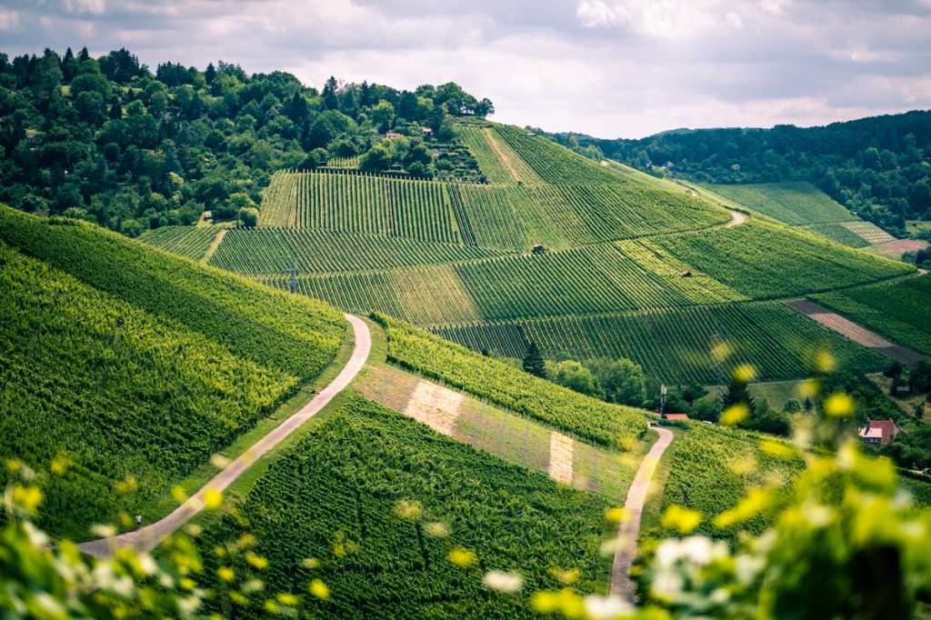 Stoccarda vigneti