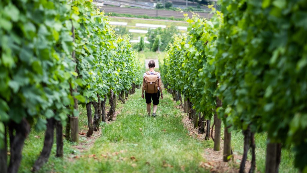 Stuttgart wine