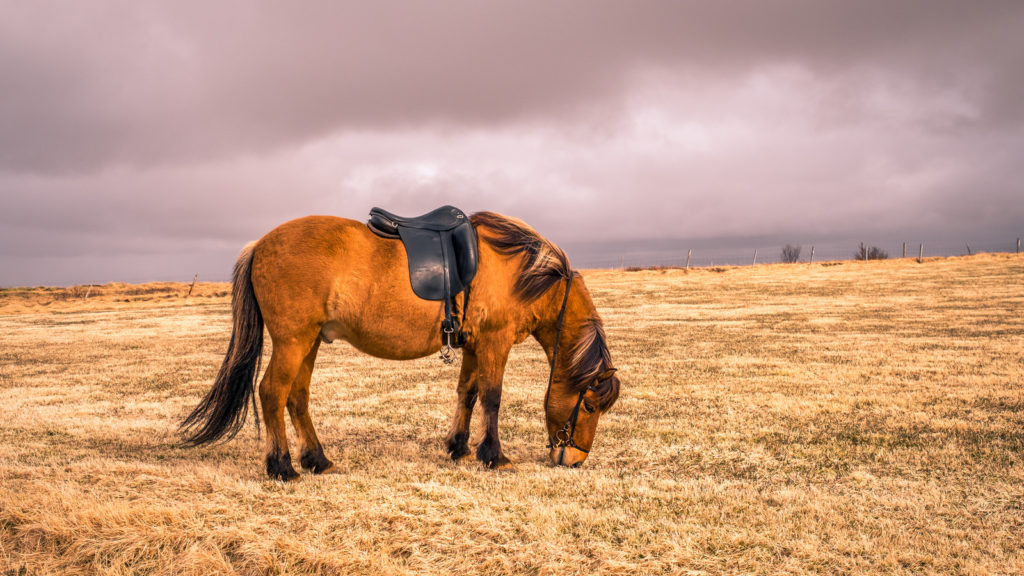 horses