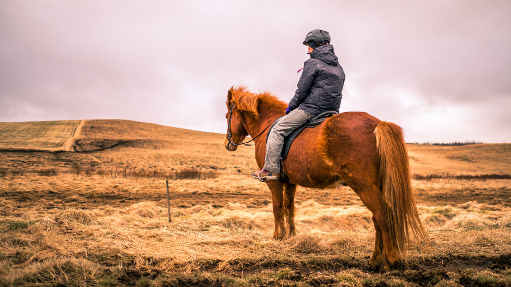 icelandic horses