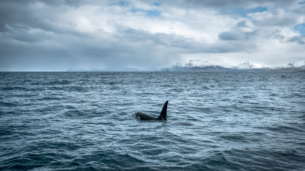 orca